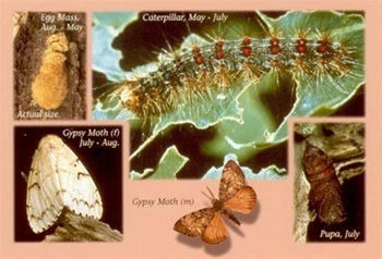 is responsible for millions of acres of defoliation annually. Although gypsy moths are capable of feeding on over 500 different species of trees and plants, they prefer oak trees. Although it usually takes more than one year of defoliation before trees die, conifers that are defoliated may be killed after a single season of defoliation.Gypsy moth has one generation per year, and includes egg, caterpillar, pupae and adult stages