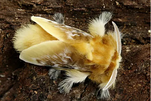If Touch This Bug, You Will Regret it