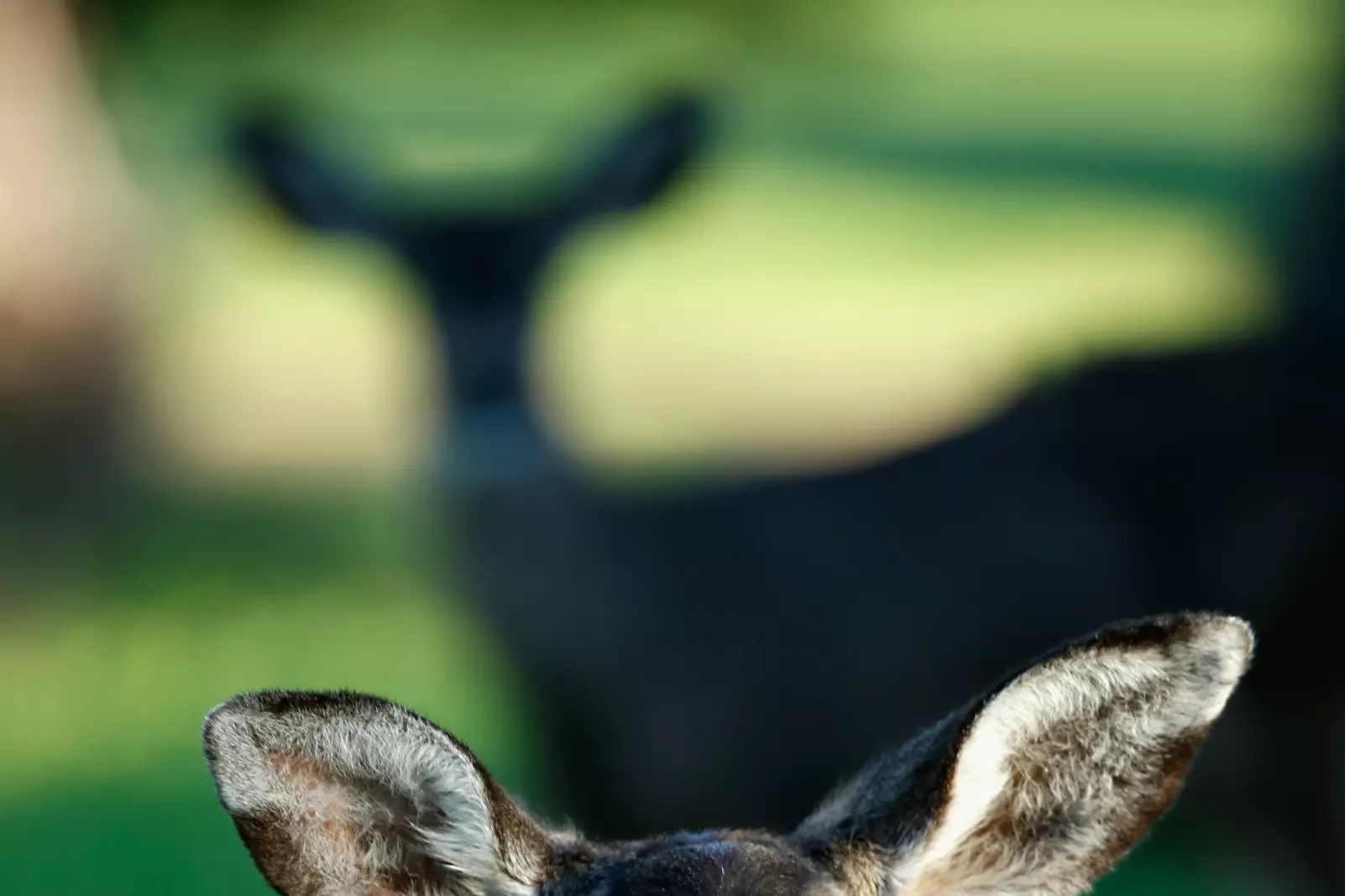 Deer