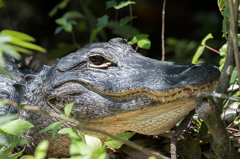Alligator