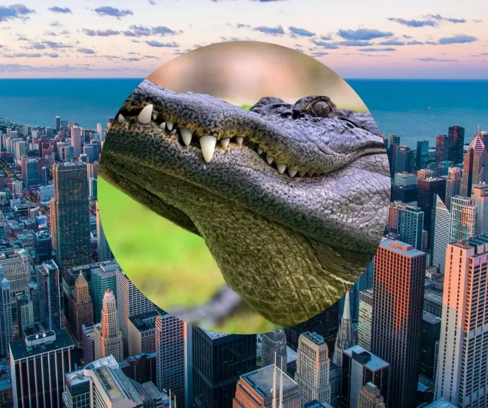 What Happened To Illinois’ Famous Alligator Chance The Snapper?
