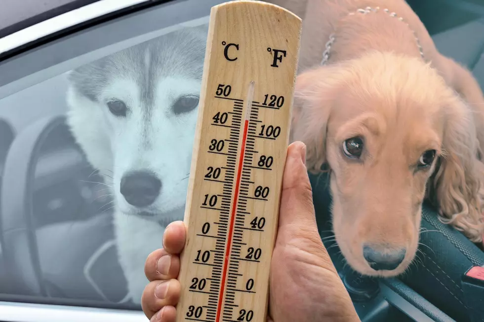 Illinoisans, Can You Legally Break Into A Hot Car To Rescue A Dog?