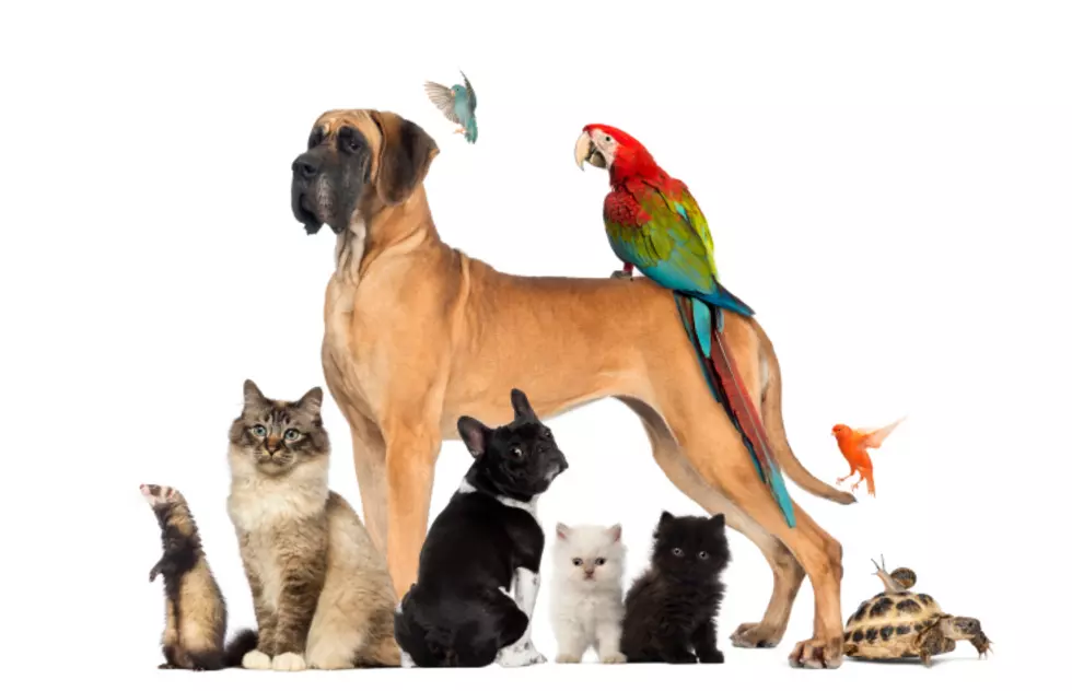 How Many Pets Can You Legally Own in Rockford?