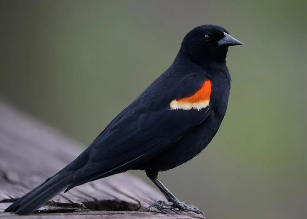 Dive-Bombing Birds: What Illinois Park-Goers Need to Know This Season