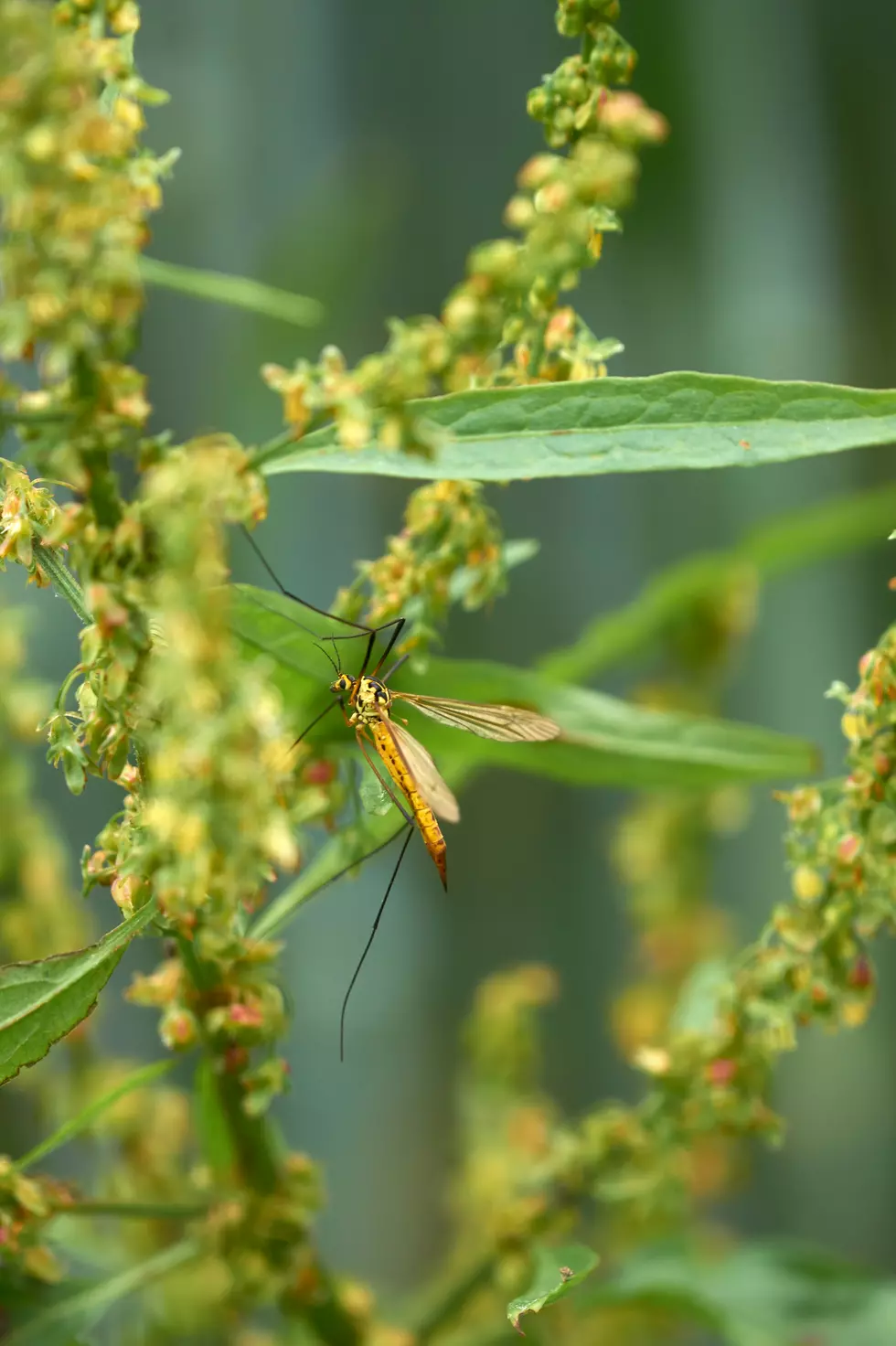 Why Giant “Mosquitoes” in Illinois Aren’t What You Think