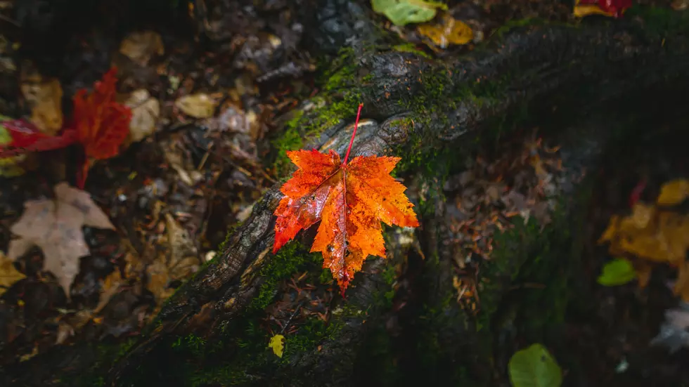 When Illinois Fall Colors Will Peak in 2025