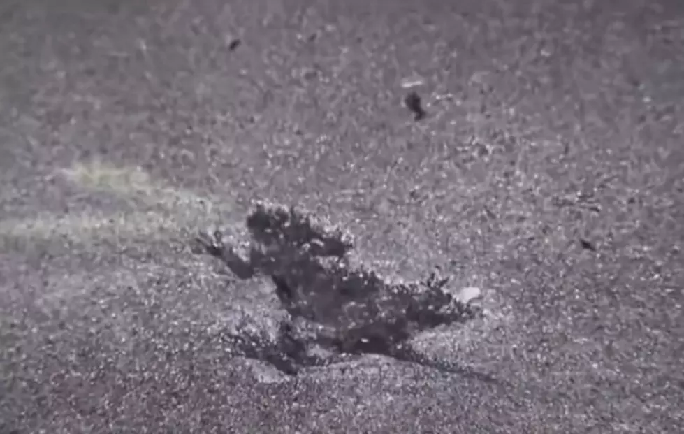 Chicago’s Viral Rat Hole Wasn’t a Rat After All