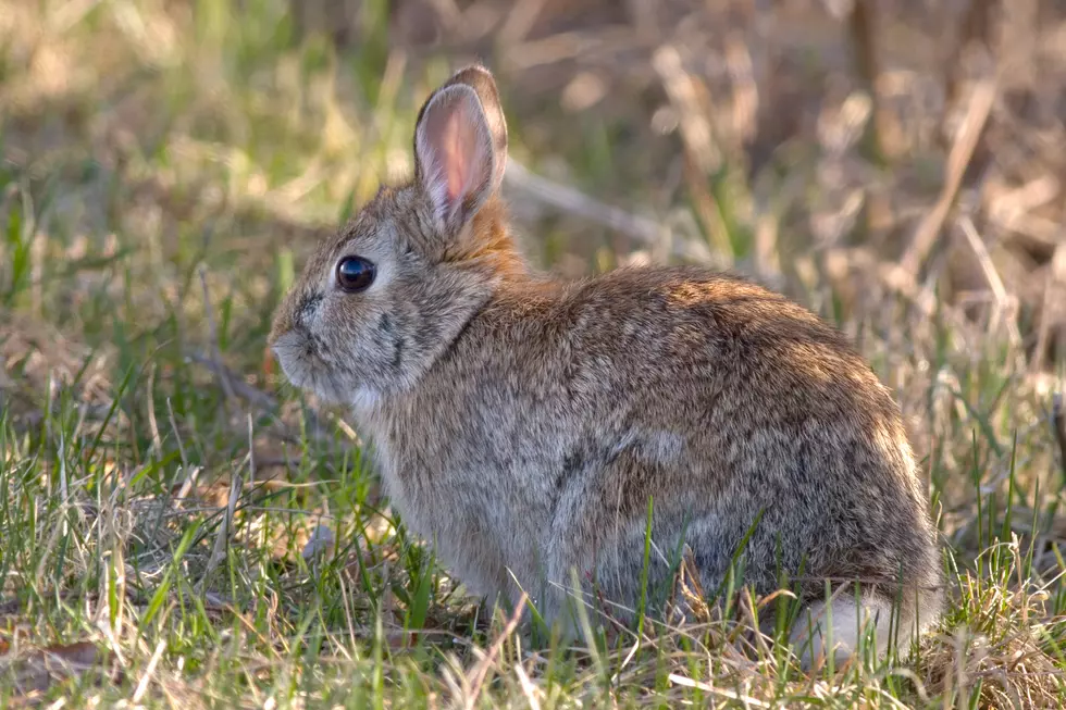 How Illinois Gardeners Are Fighting Back Against Rabbits This Spring