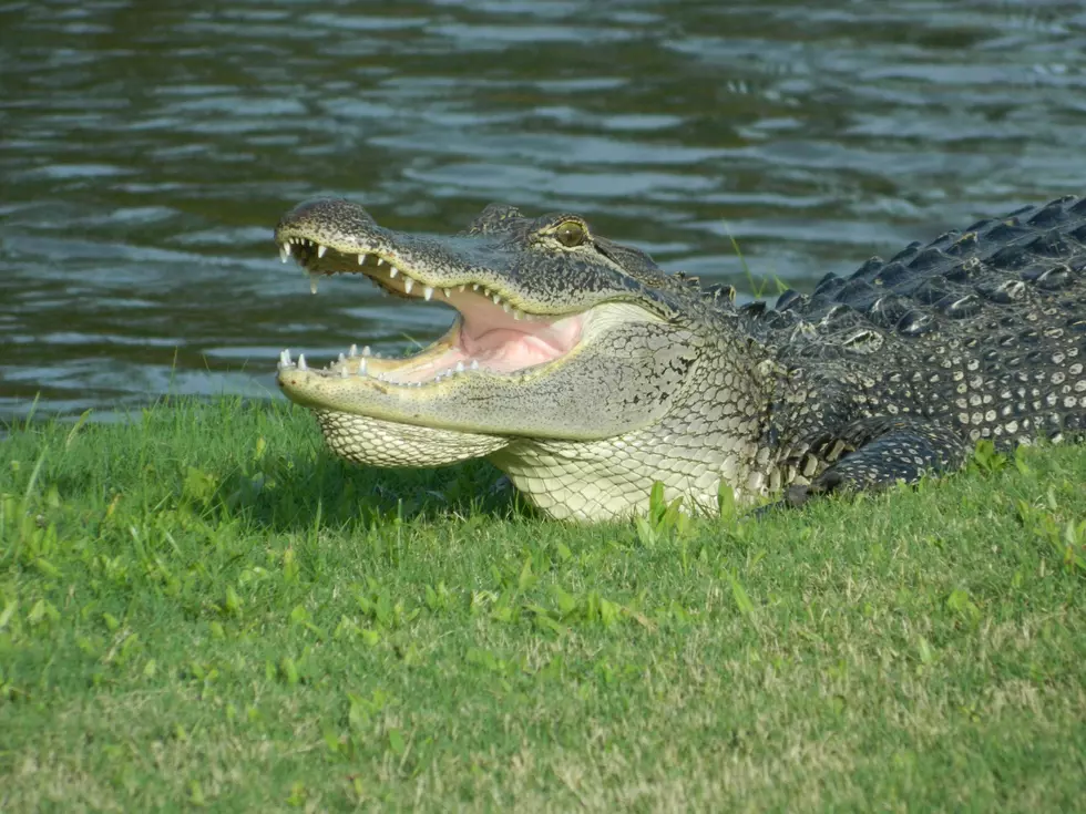 An alligator in Lake Charles, La.